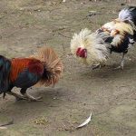 Cách phục hồi thể lực cho gà sau khi ra trường