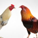 Cách xem tướng gà đá: Bí kíp chọn chiến kê bách chiến