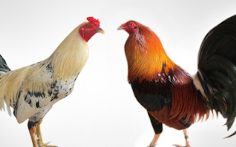 Cách xem tướng gà đá: Bí kíp chọn chiến kê bách chiến