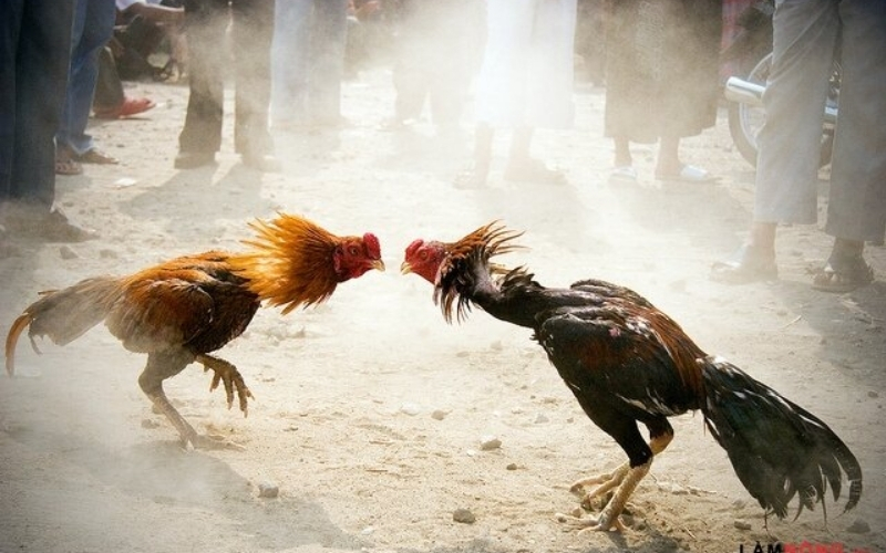 Phương pháp xem vảy và đôi chân gà đá