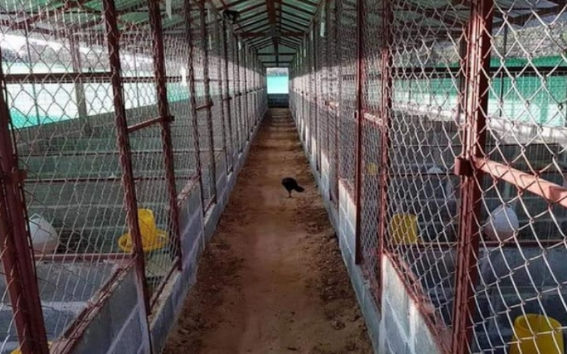 Thiết kế chuồng nuôi gà chọi thông thoáng